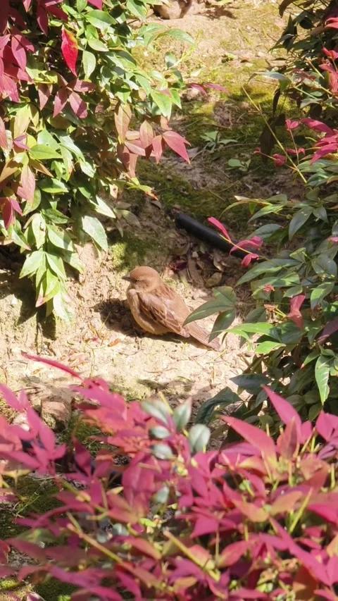 A small brown sparrow resting on the ground in a garden Vídeos de archivo 335049484