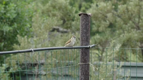 Small brown sparrow sitting on wire fence in the garden Stock Footage 338200752