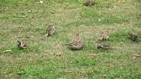 Small brown sparrows foraging for food together on a vibrant green lawn in a Stock Footage 343321854