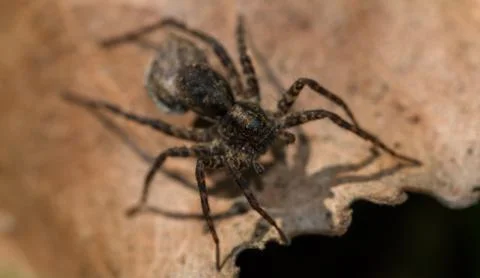 Small brown spider on a dry leaf Stock Photos