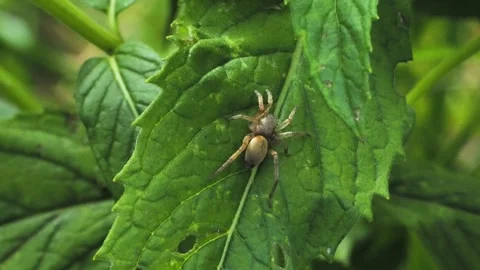Small brown spider on green mint leaf with natural birdsong. Stock Footage 337951676