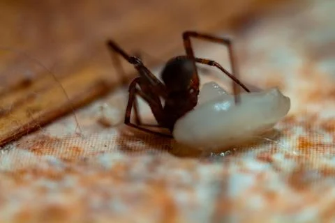 Small brown spider guarding its white egg sac on a textured fabric surface 写真素材