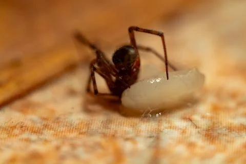 Small brown spider guarding white egg sac on textured surface Stock Photos
