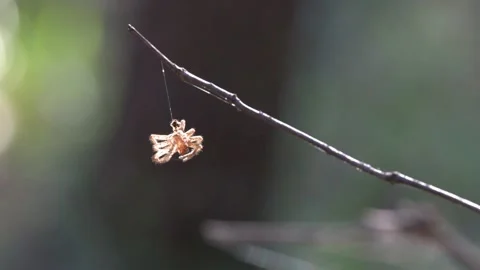 Small Brown Spider Hanging from Silk Thread on a Thin Branch Stock Footage 332261749