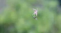 Small Brown Spider Hangs On It's Silk Web HD Footage