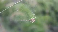 Small Brown Spider Hangs On It's Silk Web HD Footage