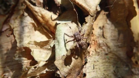 A small brown spider on a tree close up macro view Stock Footage 143362950