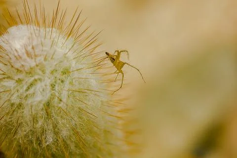 Small brown spider walking on a cactus. Stock Photos