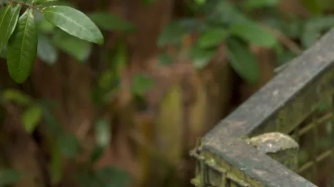 A small brown squirrel jumps off a moss-covered metal fence into lush green.. 스톡 동영상 333317589