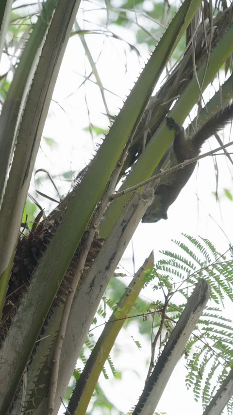 A small, brown squirrel perched restlessly on a palm tree branch. Stock-Footage 331864172