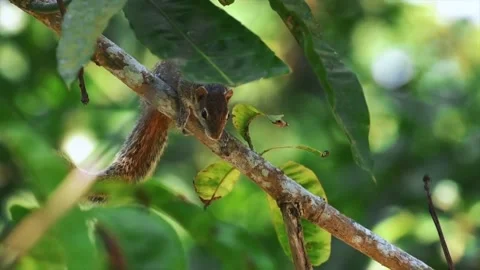 Small brown squirrel perched on a tree branch amidst lush green foliage. Video stock 296858168