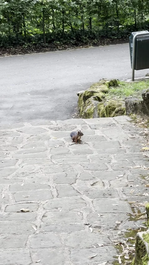 Small brown squirrel running and leaping over a mossy stone border on a pav.. 스톡 동영상 346910998