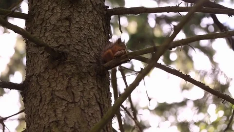 A small brown squirrel sits on a branch  Stock Footage 105575808