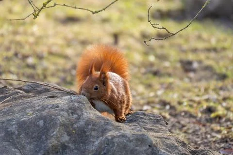 A small brown squirrel is sitting on a rock Stock Photos