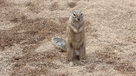 Small brown squirrel stands upright on sandy ground, looking around Stock Footage 342585855