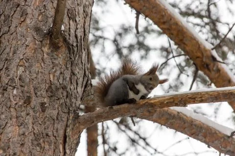 Small brown squirrel is on tree branch at winter day. Stock Photos