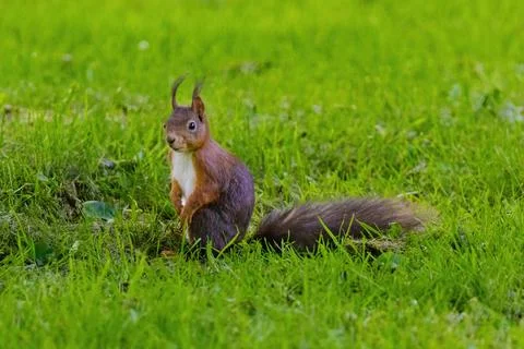 A small brown squirrel is walking through a grassy field Stock Photos