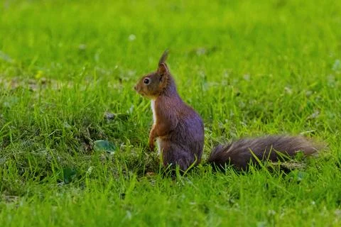 A small brown squirrel is walking through a grassy field Stock Photos