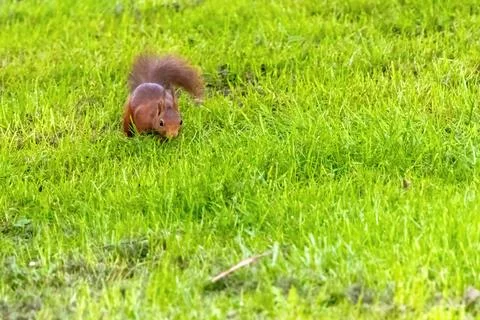 A small brown squirrel is walking through a grassy field Stock Photos