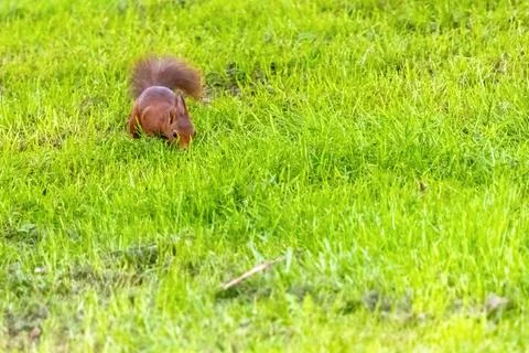 A small brown squirrel is walking through a grassy field Foto stock