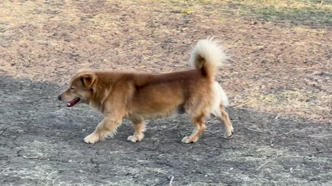 Small Brown Stray Dog Walking Across Dry Grassy Field in Thailand Video stock 325831929