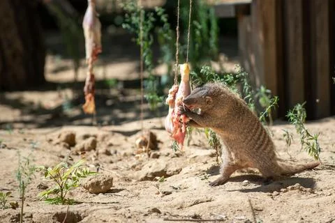A small, brown striped mongoose actively engages in eating meat on a sandy .. Stock Photos