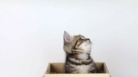 A small brown tabby kitten sits in a wooden box and looks up Stock Footage 201352556