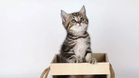 A small brown tabby kitten sits in a wooden box and looks up Stock Footage 203795312