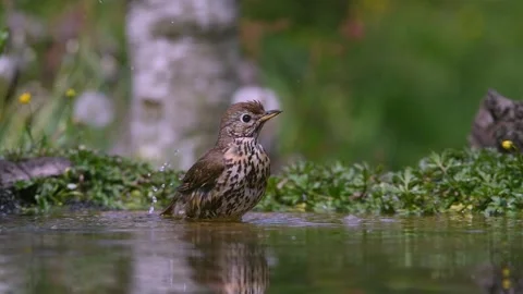 Small Brown Thrush Bird Bathing In Shallow Water With Green Forest Backgrou.. Stock Footage 336320973