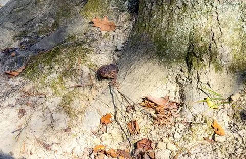 Small Brown Toad Blending with Tree Roots and Autumn Forest Floor Stock Photos
