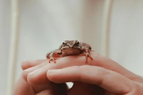 A small brown tree frog sits in a woman's hands close-up Stock Photos