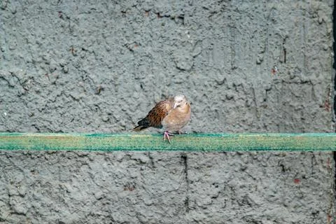 Small brown turtle dove resting on a horizontal beam, with a rough concrete.. Stock Photos