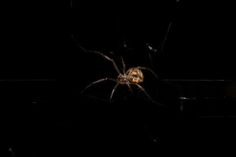 Small Brown Widow Foto stock