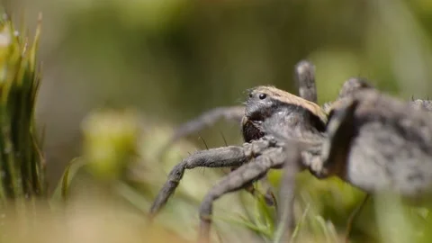 Small brown wild spider sitting on moss in the sun in spring forest. Super macro Stock Footage 156465315
