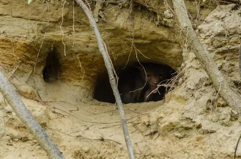 Small brown wolf in his cave Stock Photos