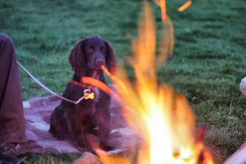 A small brown working type cocker spaniel sat in front of a fire Stock Photos