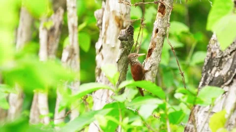 Small Brown Wren Climbs Between Tree Trunks Stock Footage 344052474