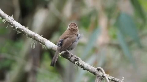A small brown wren perched on a mossy tree branch in a forest Stockbeeldmateriaal 334353847