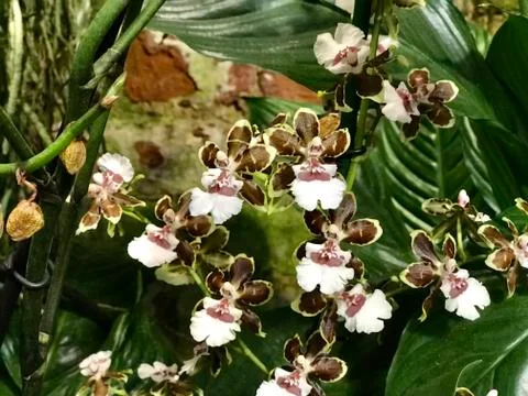 Small brown-yellow orchids Stock-Fotos