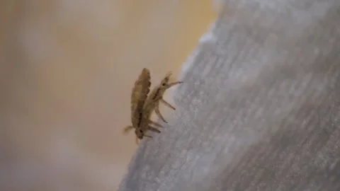 A small, brownish insect, Pediculus humanus (lice), with multiple legs on Stock Footage 287574059