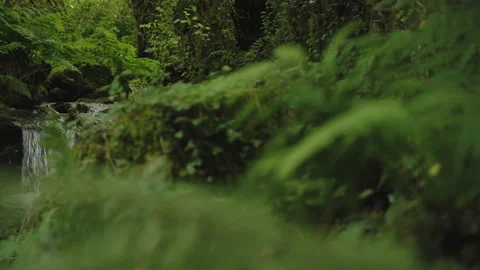 Small, bubbling waterfall cascading over mossy stones into a clear forest stream 스톡 동영상 344204993
