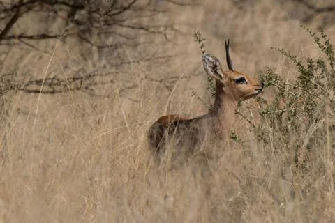Small buck behind grass Stock Photos