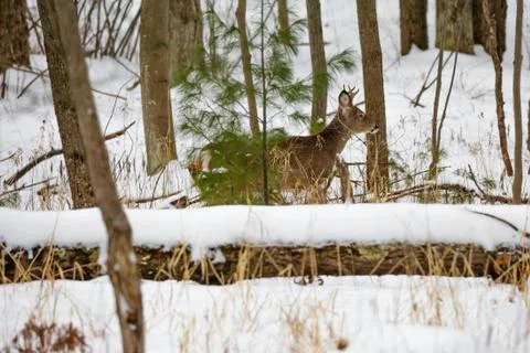 Small buck deer walking through a Wisconsin snow covered woods Stock Photos