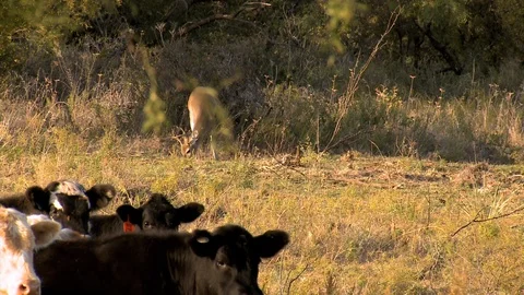 Small Buck Feeding with Cows in FG Video stock 106894735