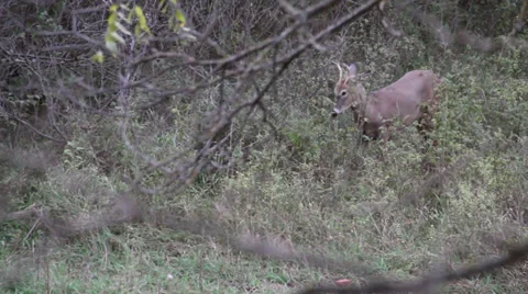Small Buck in Nature Stock Footage 32928874