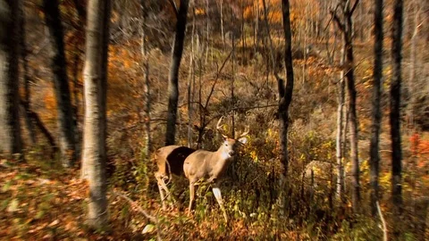 Small Buck Staring at Camera Video stock 106894836