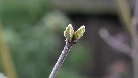 A small bud of growth from a shrub tree frozen in a night frost sways Stock Footage 147165423