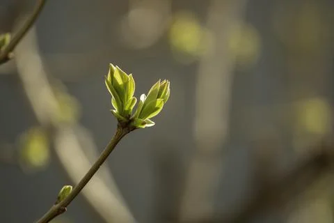 Small bud on a tree Foto stock