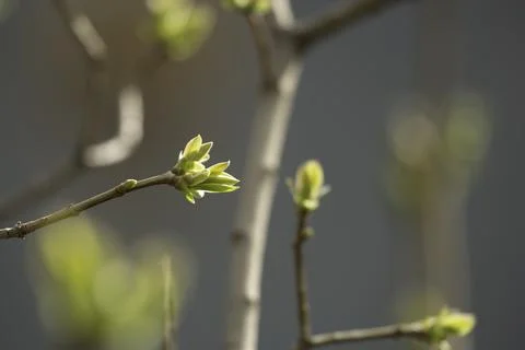 Small bud on a tree Stock Photos