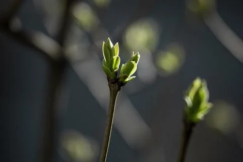 Small bud on a tree Stock Photos